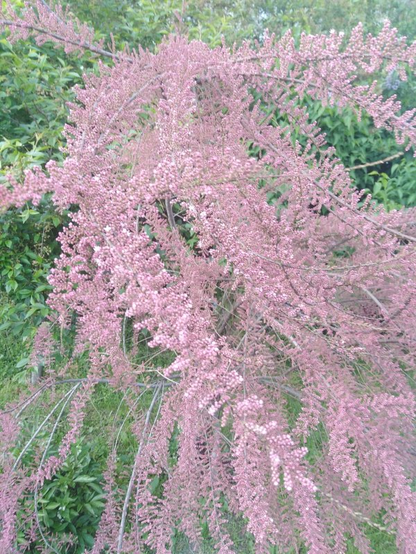 Лисий хвост кустарник