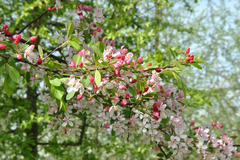 Яблоня обильноцветущая Malus floribunda