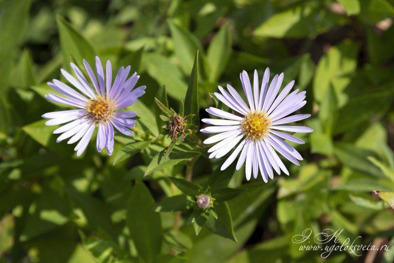 Symphyotrichum salignum