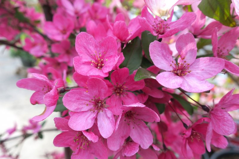 Яблоня (Malus) «Pink Spires»