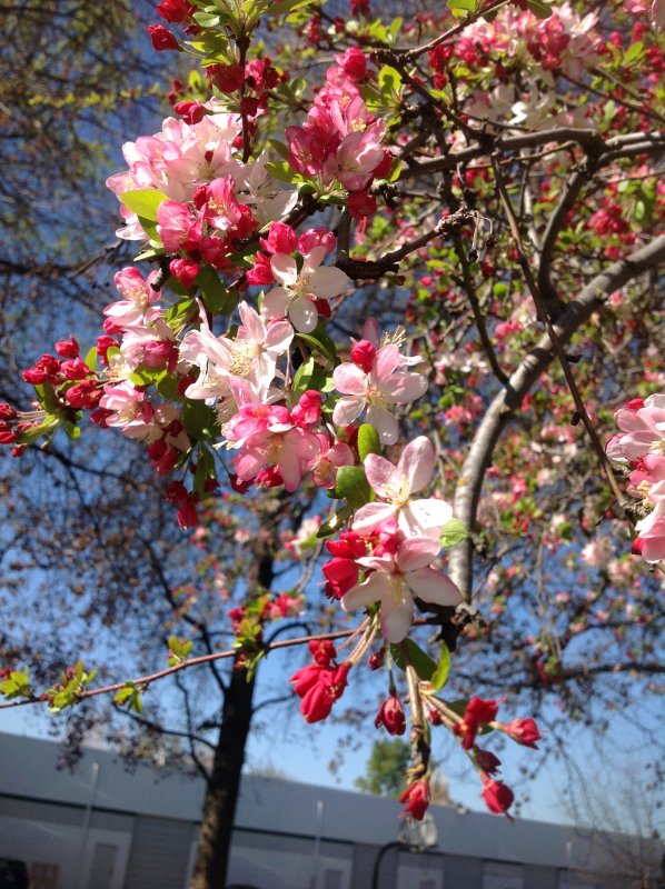 Яблоня floribunda
