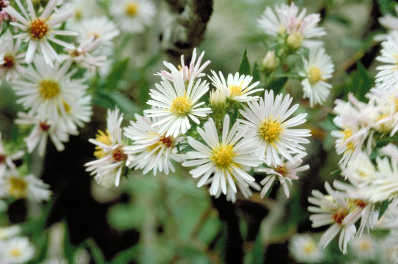 Symphyotrichum ericoides