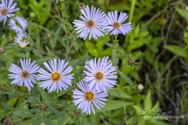 Symphyotrichum salignum