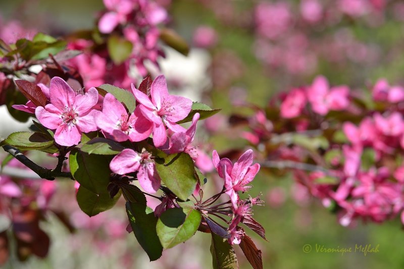 Яблоня Malus Rudolph