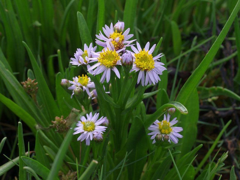 Tripolium pannonicum