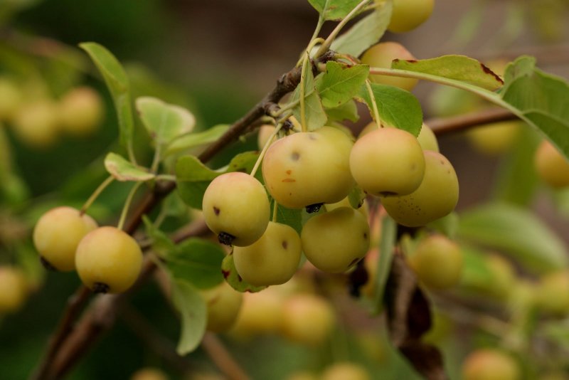 Malus Louisa