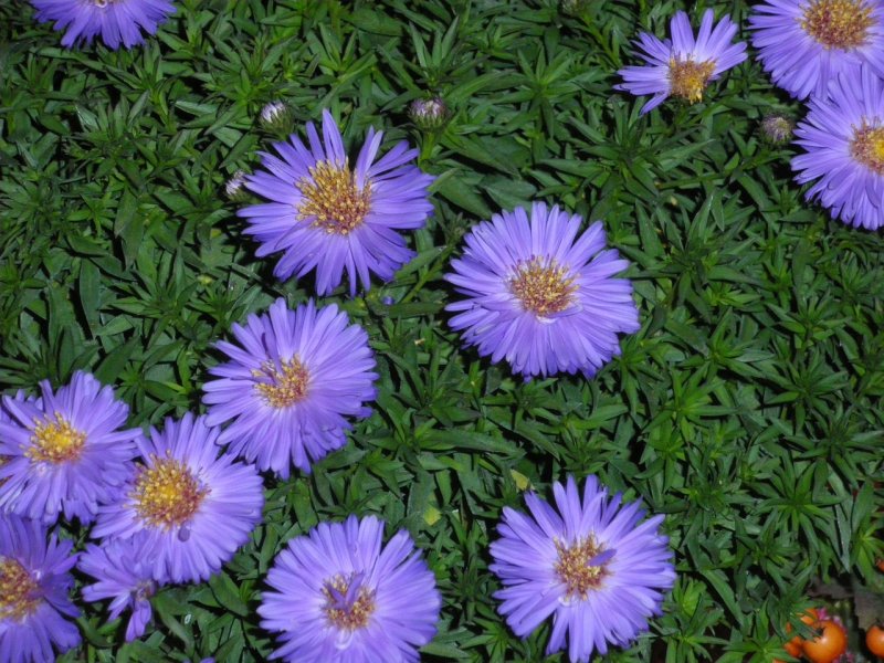 Happy Plant Астра Звездная