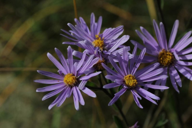 Астра итальянская (Aster amellus)