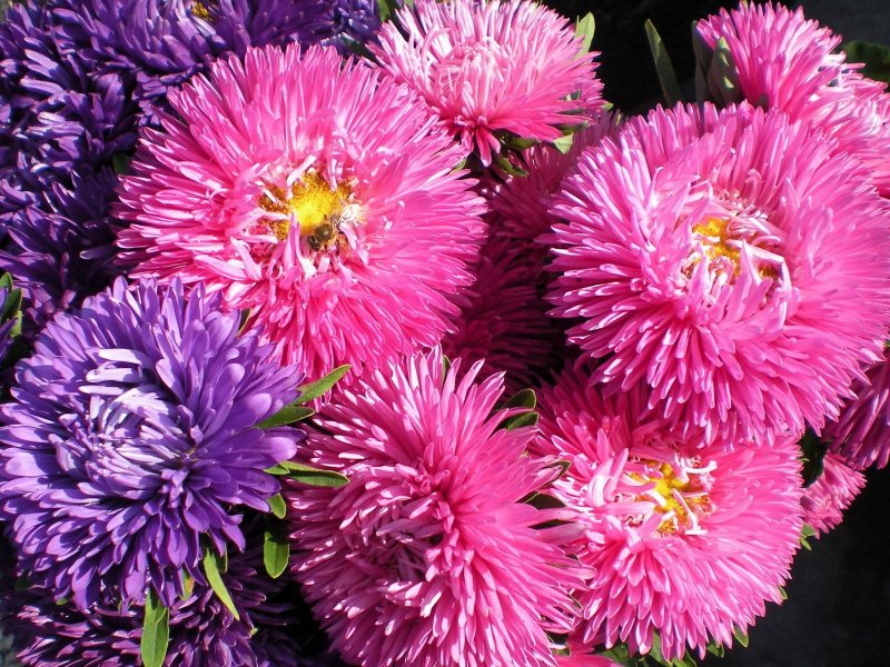 Aster amellus