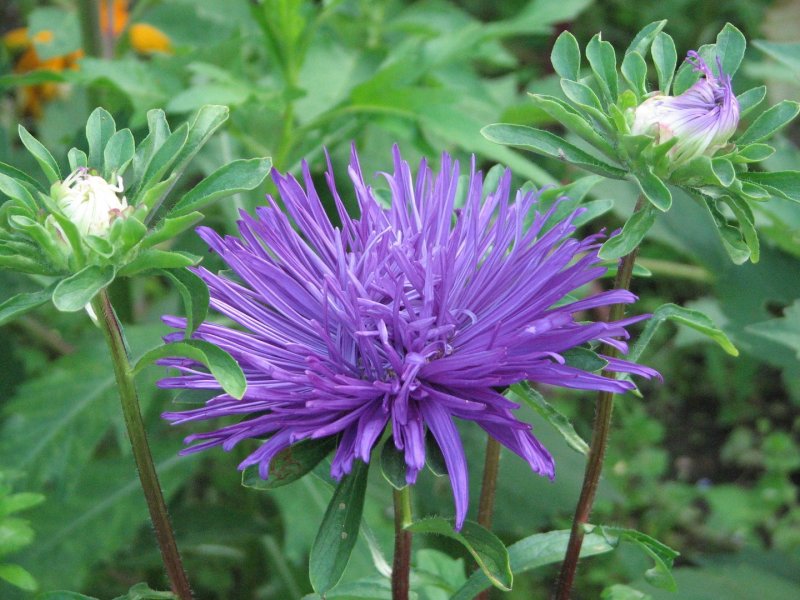 Астра итальянская, или Ромашковая (Aster amellus l.