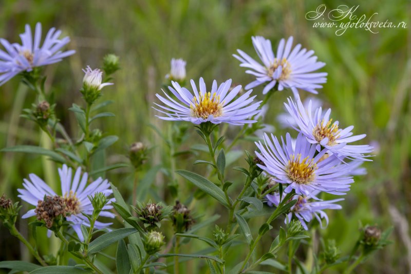 Symphyotrichum salignum