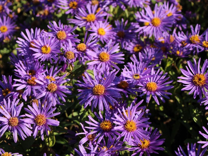 Астра итальянская (Aster amellus)