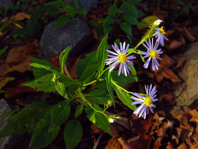Aster salignus