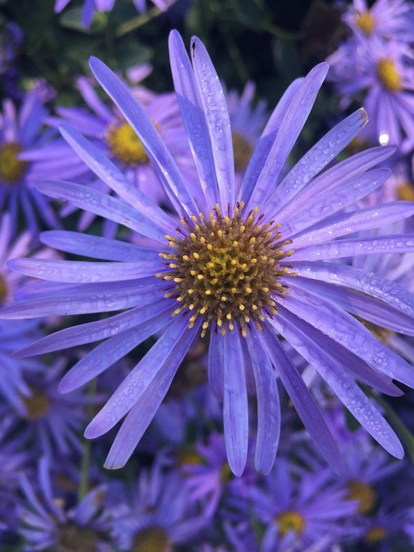 Aster lanceolatus