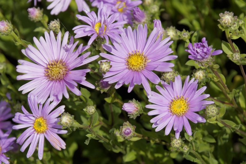 Астра Ромашковая. Aster amellus