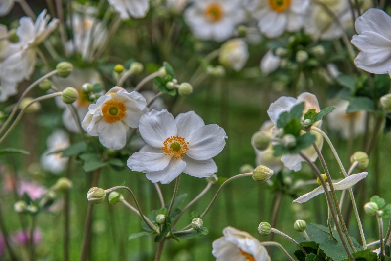 Anemone hupehensis