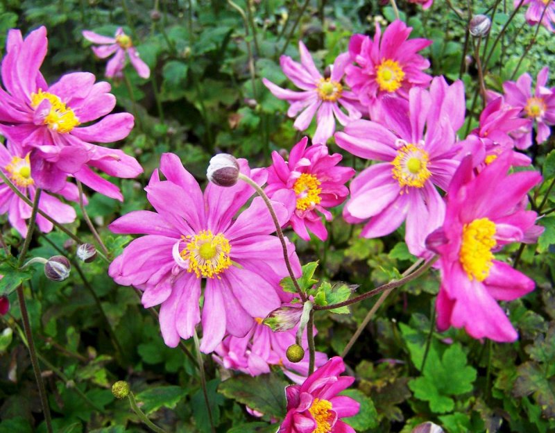Анемон, ветреница (Anemone)