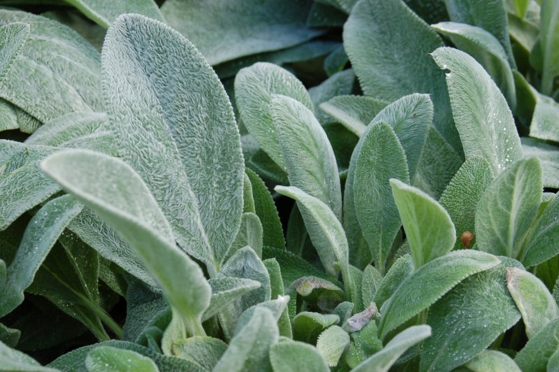 Стахис шерстистый Stachys byzantina
