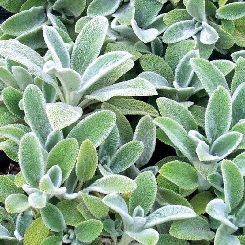 Чистец шерстистый (Stachys Lanata)