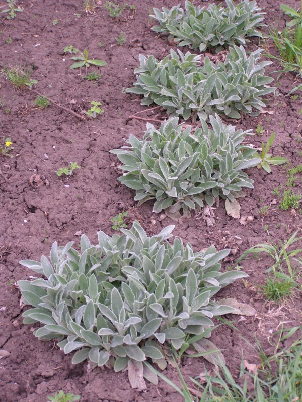 Stachys byzantina Silver Carpet