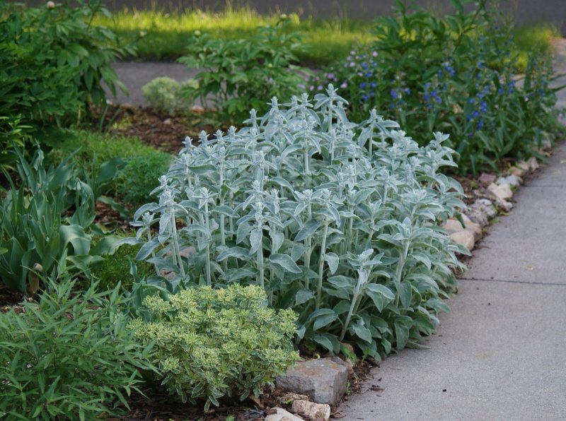 Stachys byzantina