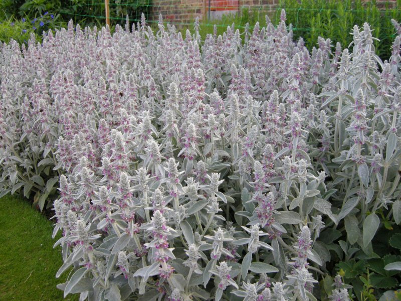 Стахис Stachys byzantina Silver Carpet