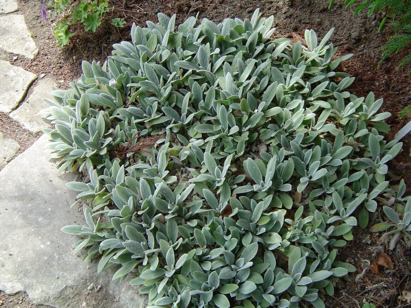 Стахис Stachys byzantina Silver Carpet