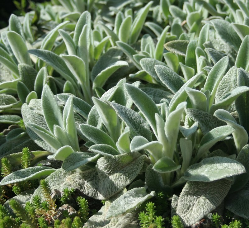 Чистец шерстистый (Stachys Lanata)