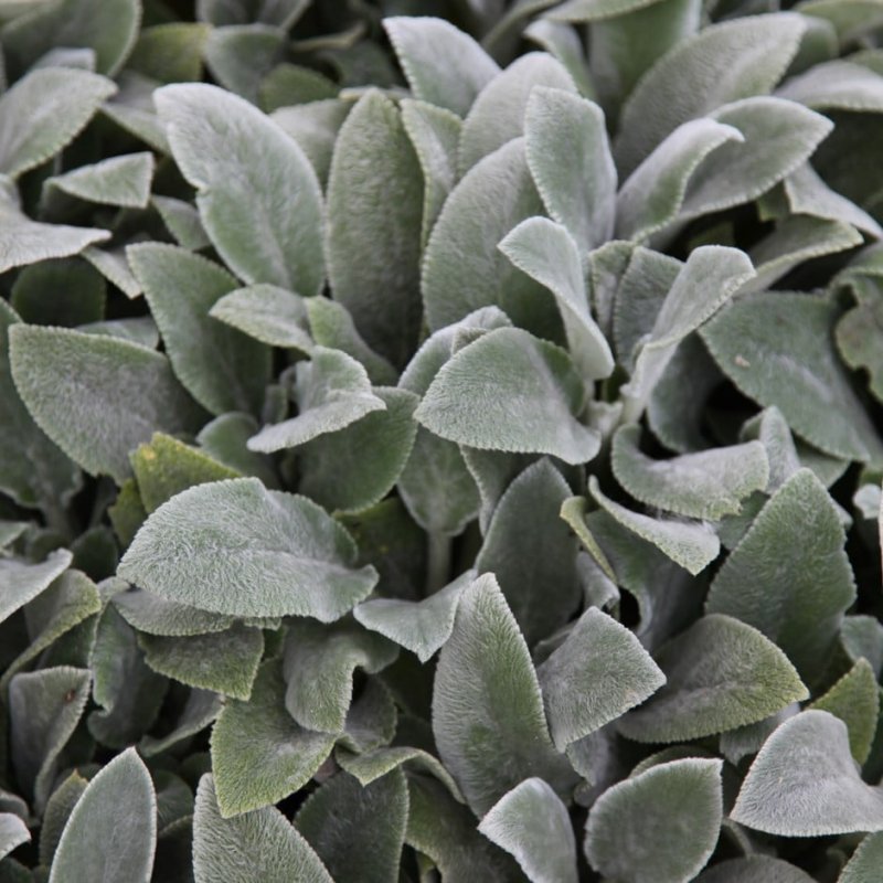 Чистец Византийский Silver Carpet