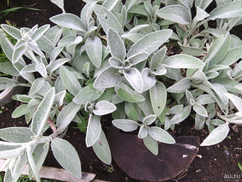 Стахис Stachys byzantina