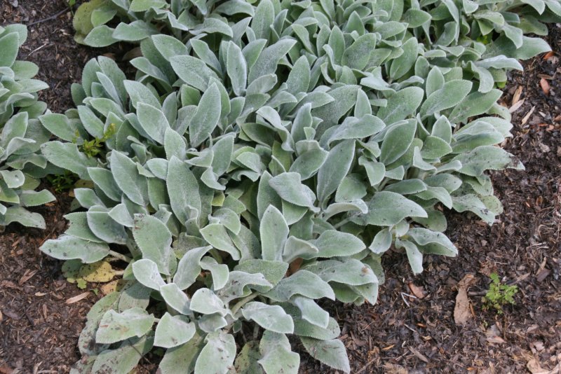 Stachys byzantina – чистец шерстистый