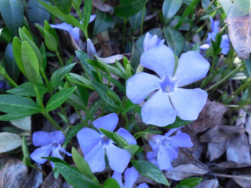 Барвинок малый (Vinca Minor)