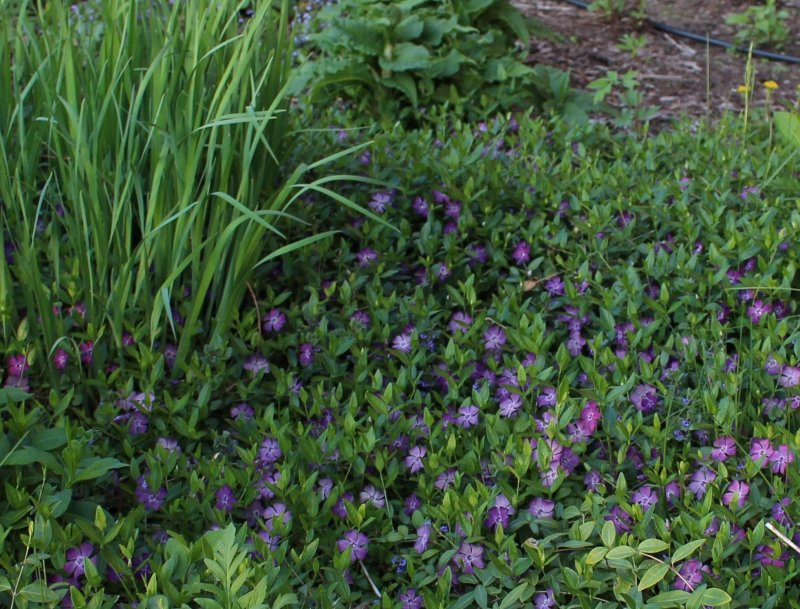 Барвинок малый 'Atropurpurea'