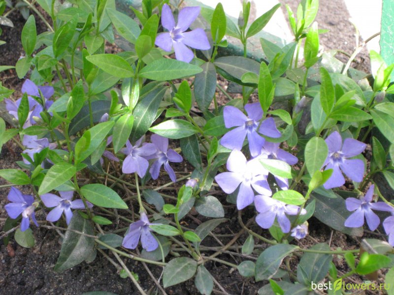Vinca Minor Anna