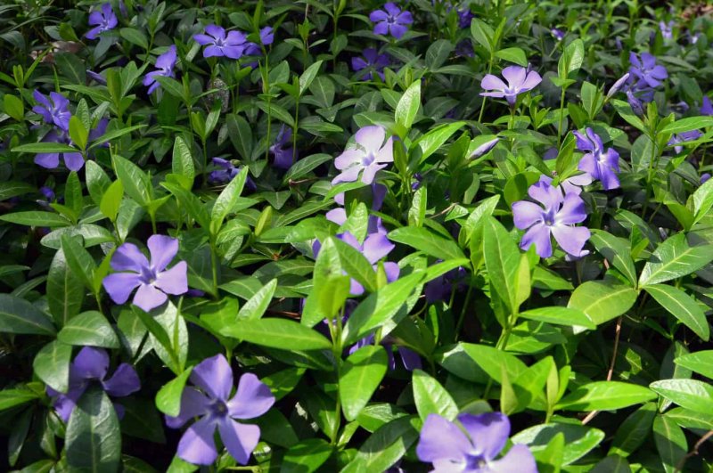 Барвинок малый (Vinca Minor)