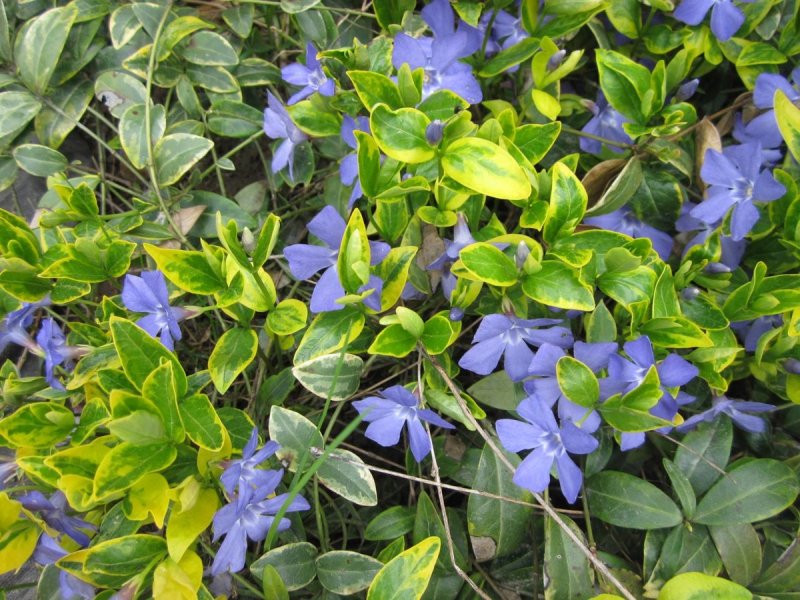 Барвинок малый Aureovariegata