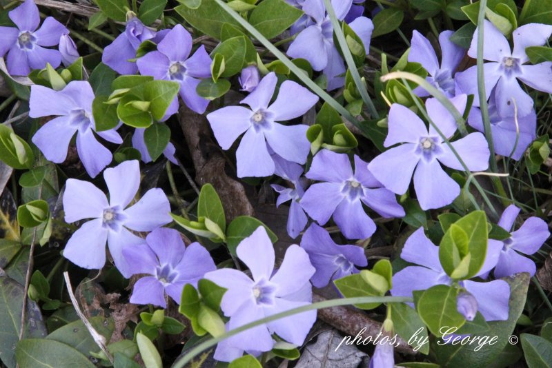 Vinca Minor 'Aureomarginata'