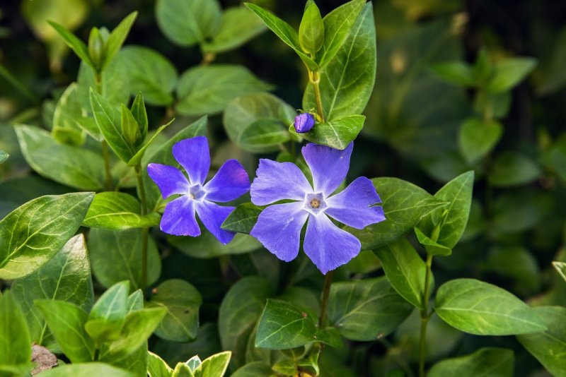 Барвинок большой Vinca Major