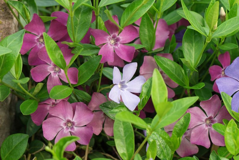 Барвинок малый (Vinca Minor)