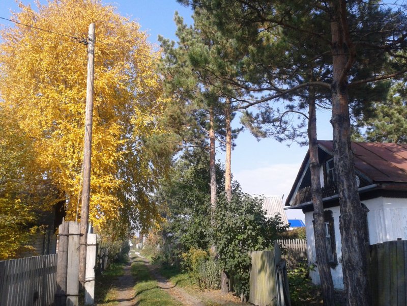 Берёзки дачные осенью