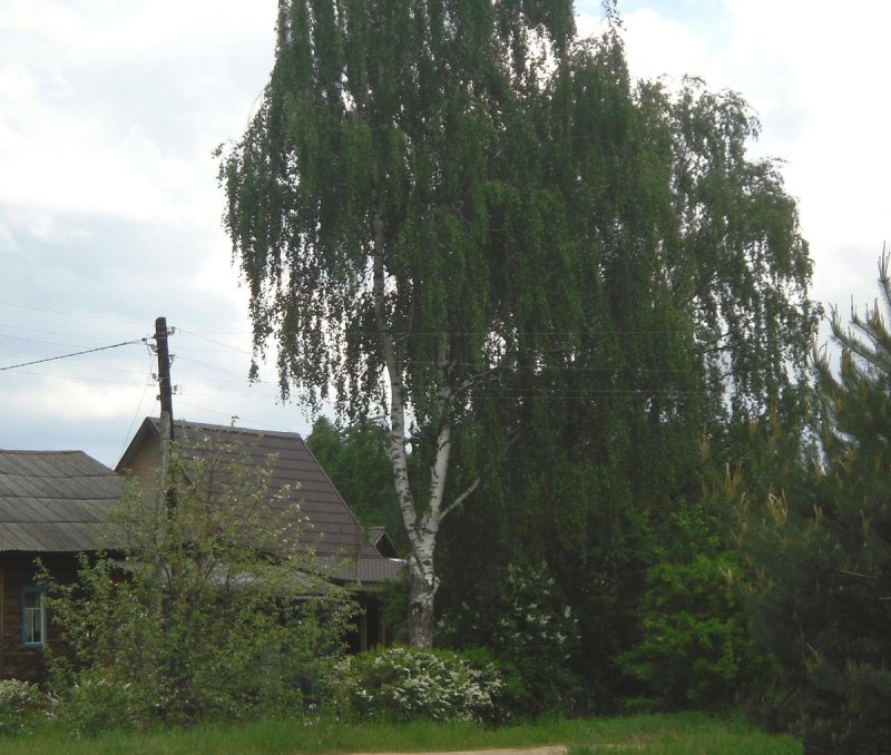 Большая береза на участке