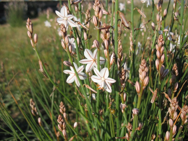 Asphodelus Albus