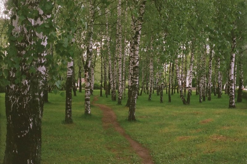 Березы в парке