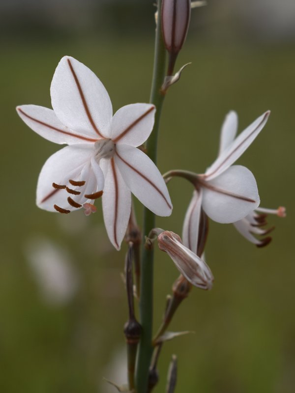 Asphodelus fistulosus