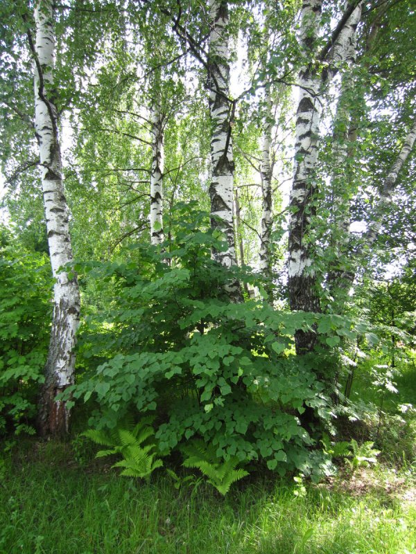 Береза Радде фото