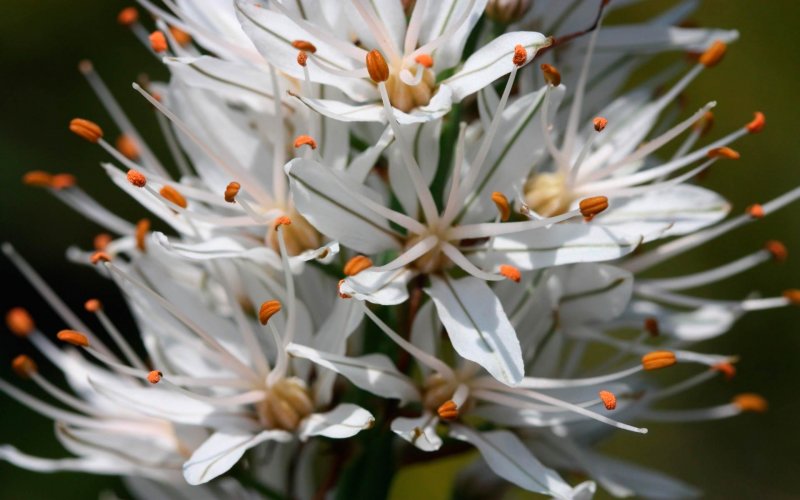 Asphodeline tenuior