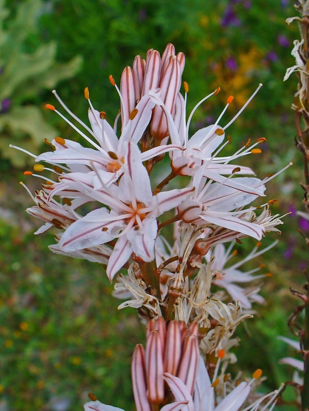 Asphodelus ramosus