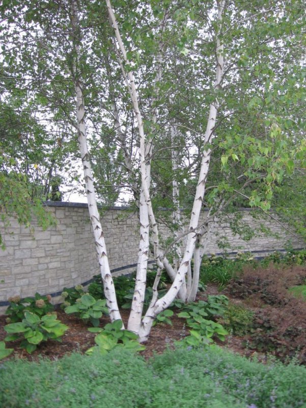 Береза в палисаднике