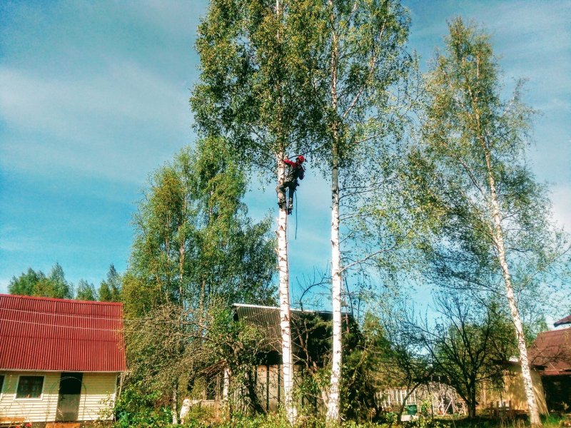 Большая береза на участке