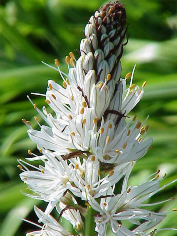 Asphodelus Albus